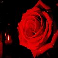 Smutna Róża #Róża #kwiaty