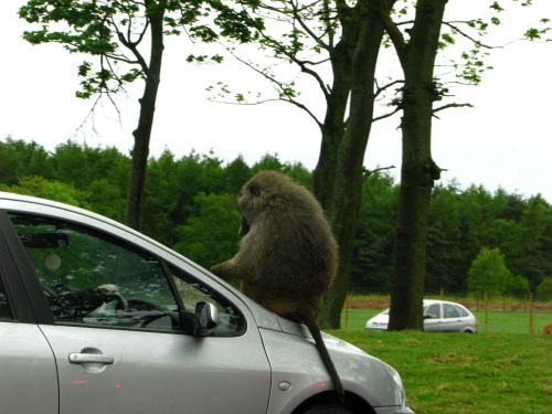 Pawian #przyroda #zwierzęta #park #natura #safari