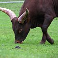 Bos taurus (bydło stepowe) #przyroda #zwierzęta #park #natura #safari