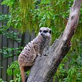 Surykatka (Suricata suricatta) #przyroda #zwierzęta #park #natura #safari