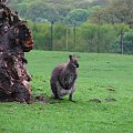 kangur #przyroda #zwierzęta #park #natura #safari