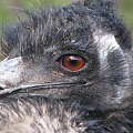 Emu (Dromaiidae) #przyroda #zwierzęta #park #natura #safari