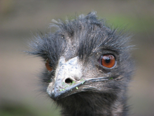 Emu (Dromaiidae) rodzina ptaków z rzędu kazuarowych #przyroda #zwierzęta #park #natura #safari