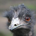 Emu (Dromaiidae) rodzina ptaków z rzędu kazuarowych #przyroda #zwierzęta #park #natura #safari