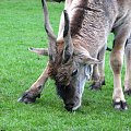 Eland (Taurotragus oryx) #przyroda #zwierzęta #park #natura #safari