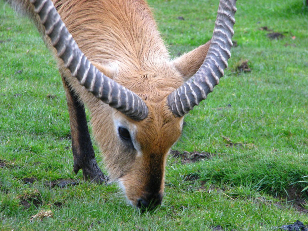 Antylopa - Kob liczi (Kobus leche) #przyroda #zwierzęta #park #natura #safari