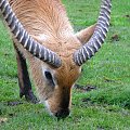 Antylopa - Kob liczi (Kobus leche) #przyroda #zwierzęta #park #natura #safari