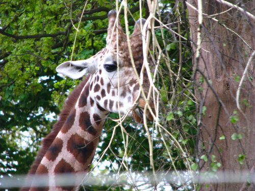 żyrafa #afryka #natura #park #przyroda #safari #zwierzęta #żyrafa