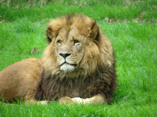 Lew #przyroda #zwierzęta #park #natura #safari