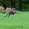 kangur #przyroda #zwierzęta #park #natura #safari