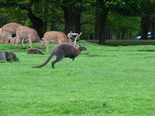 kangur #przyroda #zwierzęta #park #natura #safari