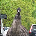 Emu (Dromaiidae) rodzina ptaków z rzędu kazuarowych #przyroda #zwierzęta #park #natura #safari