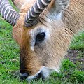 Antylopa - Kob liczi (Kobus leche) #przyroda #zwierzęta #park #natura #safari