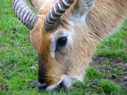 Antylopa - Kob liczi (Kobus leche) #przyroda #zwierzęta #park #natura #safari