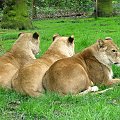 Lwice #przyroda #zwierzęta #park #natura #safari