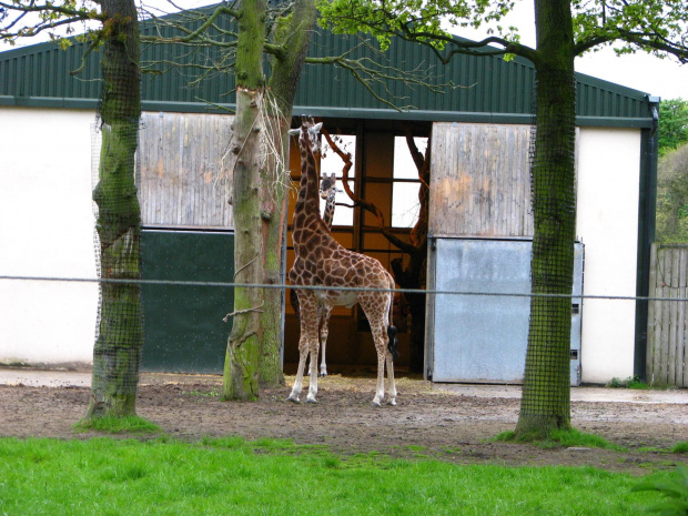 żyrafa #przyroda #zwierzęta #park #natura #safari