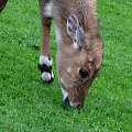 #przyroda #zwierzęta #park #natura #safari