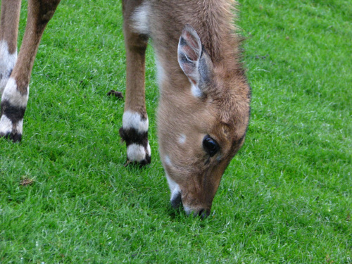 #przyroda #zwierzęta #park #natura #safari