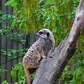 Surykatka (Suricata suricatta) #przyroda #zwierzęta #park #natura #safari