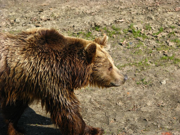 kolejna wizyta w ZOO #zoo #wrocław #zwierzęta #niedźwiedź