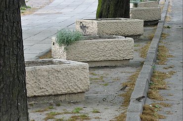 kwietniki :) #ptaki #wróble