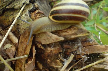 Obserwator #ryby #wędkarstwo #baszta #Buk #Niepruszewo