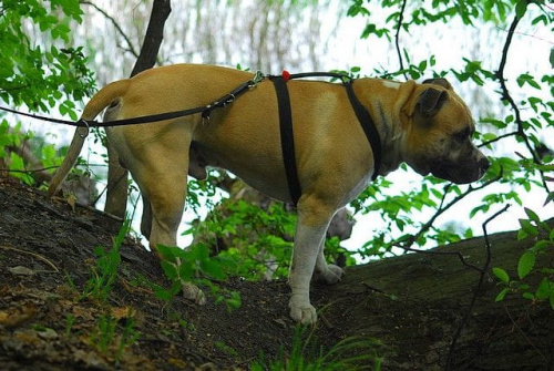 wycieczka z Ozzulkiem do rezerwatu #ptaki #Ozzy #woda