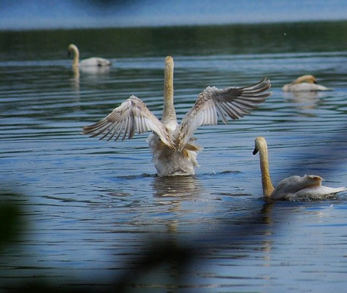 wycieczka z Ozzulkiem do rezerwatu #ptaki #Ozzy #woda