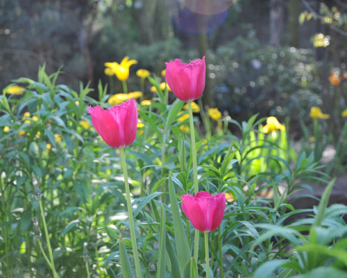 Piękne tulipany