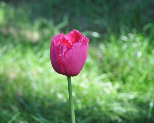 Piękne tulipany