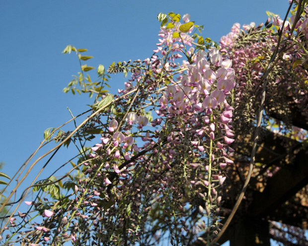 Kwitnąca Wisteria