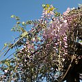 Kwitnąca Wisteria