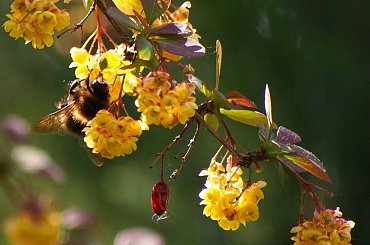 ... i wracam do swojego ogródka ... :)) #berberys #kwiaty #makro #trzmiel #wiosna #ogród