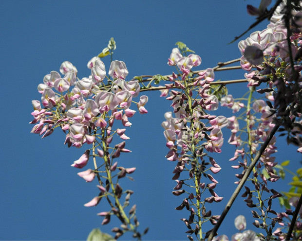 Kwitnąca Wisteria