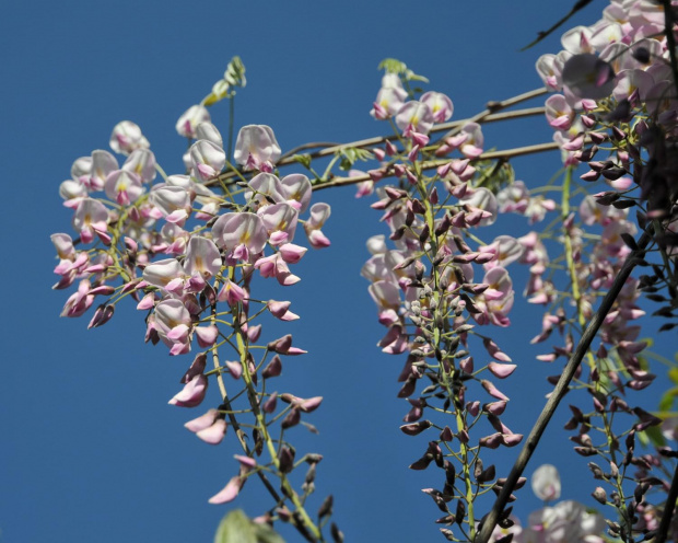 Kwitnąca Wisteria