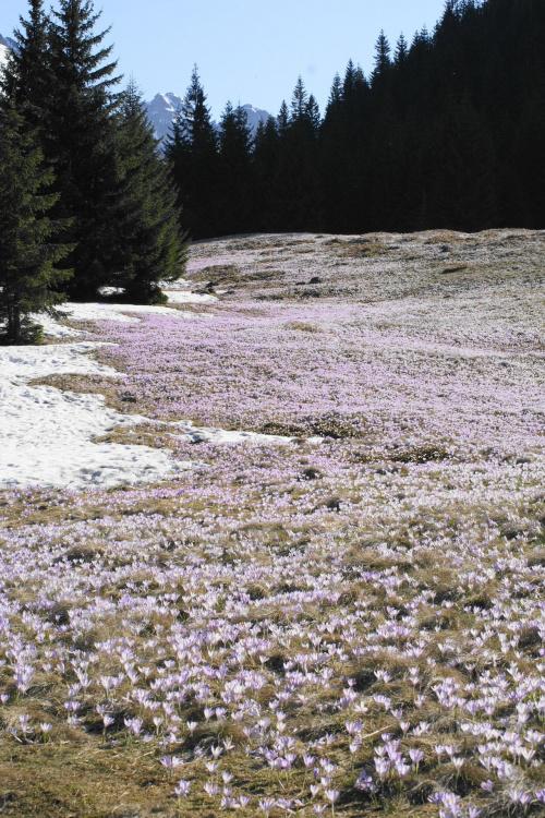 Widoki z Tatr #Tatry #Tatra #mountains #xnifar #rafinski