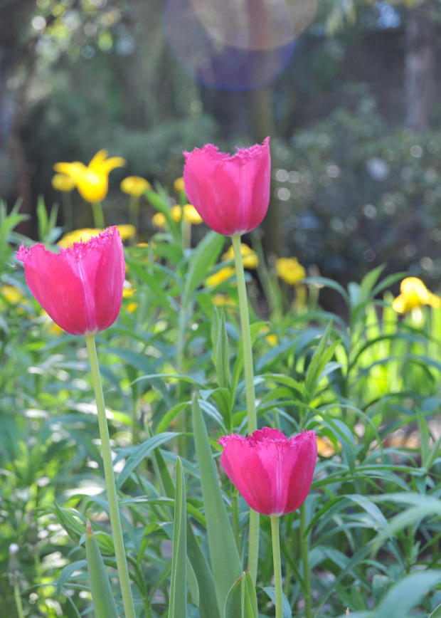 Piękne tulipany