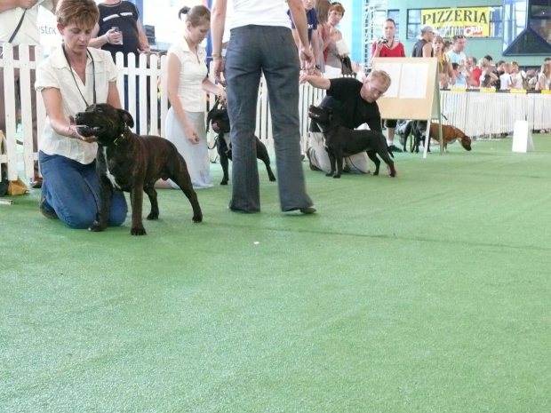 bialystok #StaffikStaffordshireBullTerrier