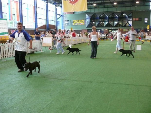 bialystok #StaffikStaffordshireBullTerrier