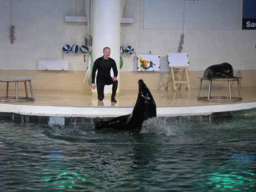 Pokaz w Delfinarium #morskie