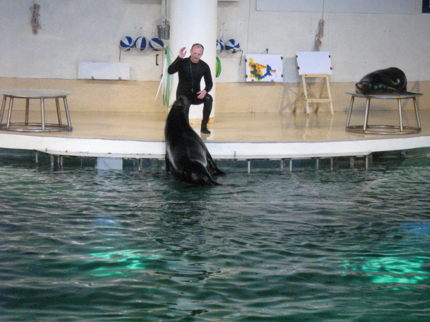 Pokaz w Delfinarium #morskie