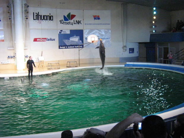 Pokaz w Delfinarium #morskie