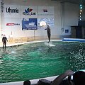 Pokaz w Delfinarium #morskie