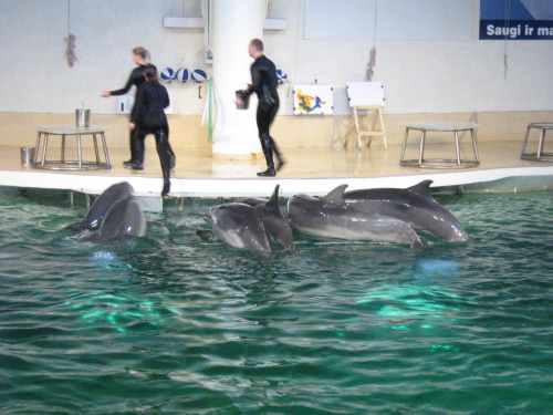 Pokaz w Delfinarium #morskie