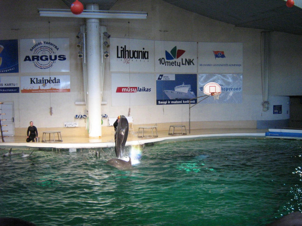 Pokaz w Delfinarium #morskie