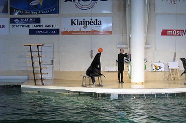 Pokaz w Delfinarium #morskie