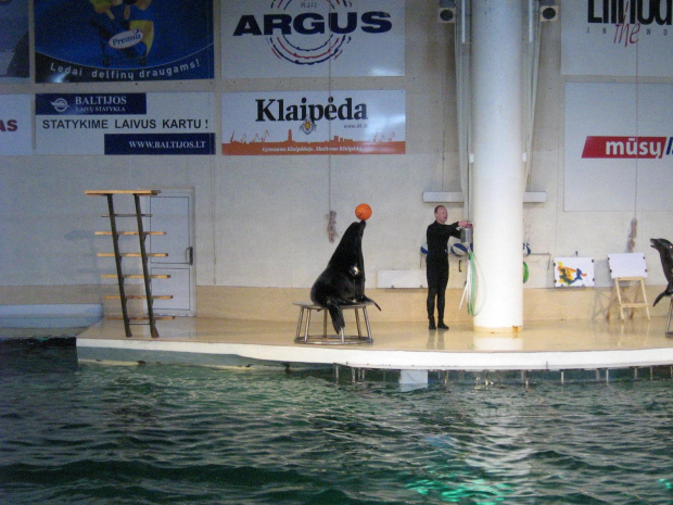 Pokaz w Delfinarium #morskie