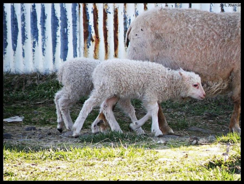 Młode owieczki:)