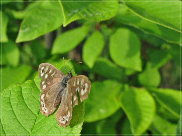 #motyl #OsadnikEgeria