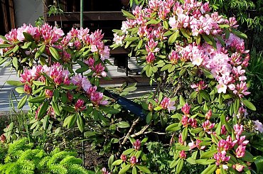 rododendron ... #kwiaty #krzewy #rododendron #ogród #wiosna